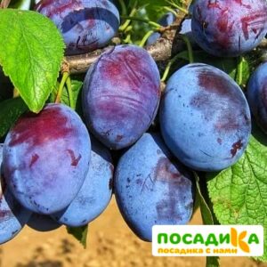 Слива Чачакская ранняя купить по цене от 229.00р. в интернет-магазине «Посадика» с доставкой почтой в в Кукморе и по всей России – [изображение №1].