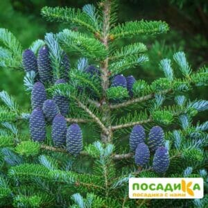 Пихта корейская (Abies koreana) купить по цене от 450.00р. в интернет-магазине «Посадика» с доставкой почтой в в Кукморе и по всей России – [изображение №1].