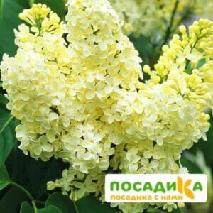 Сирень Примроуз (Primrose) купить по цене от 529.00р. в интернет-магазине «Посадика» с доставкой почтой в в Кукморе и по всей России – [изображение №1].