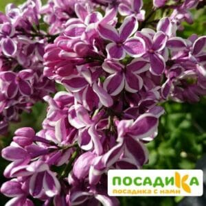 Сирень Сенсация купить по цене от 529.00р. в интернет-магазине «Посадика» с доставкой почтой в в Кукморе и по всей России – [изображение №1].