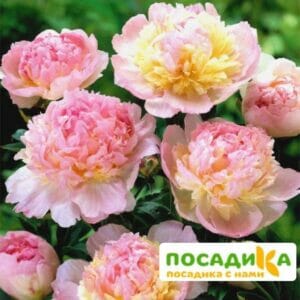 Пион Распберри Сандей (Paeonia Raspberry Sundae) купить по цене от 959р. в интернет-магазине «Посадика» с доставкой почтой в в Кукморе и по всей России – [изображение №1].