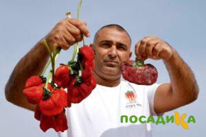 Клубника Гигант Джорнея купить по цене от 266р. в интернет-магазине «Посадика» с доставкой почтой в в Кукморе и по всей России – [изображение №1].