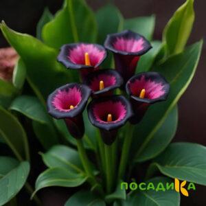 Калла Аура Лейс купить по цене от 400р. в интернет-магазине «Посадика» с доставкой почтой в в Кукморе и по всей России – [изображение №1].