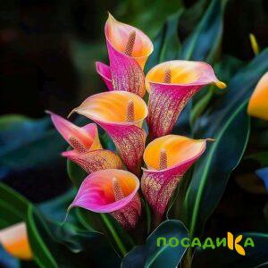 Калла Оникс купить по цене от 450р. в интернет-магазине «Посадика» с доставкой почтой в в Кукморе и по всей России – [изображение №1].
