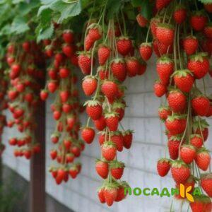 Клубника вьющаяся Комплимент купить по цене от 470р. в интернет-магазине «Посадика» с доставкой почтой в в Кукморе и по всей России – [изображение №1].