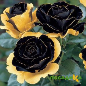 Роза Ханни Сикл купить по цене от 700р. в интернет-магазине «Посадика» с доставкой почтой в в Кукморе и по всей России – [изображение №1].