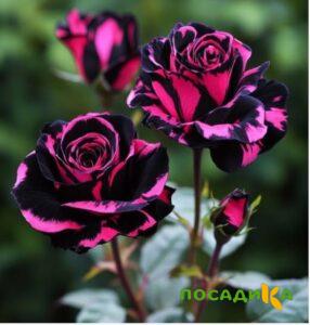 Роза Багровый Шепот купить по цене от 366р. в интернет-магазине «Посадика» с доставкой почтой в в Кукморе и по всей России – [изображение №1].