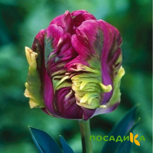 Тюльпан Экзотик Хэвен купить по цене от 186р. в интернет-магазине «Посадика» с доставкой почтой в в Кукморе и по всей России – [изображение №1].