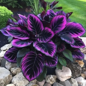 Хоста Люминоза купить по цене от 450р. в интернет-магазине «Посадика» с доставкой почтой в в Кукморе и по всей России – [изображение №1].