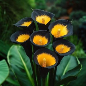 Калла Легато купить по цене от 620р. в интернет-магазине «Посадика» с доставкой почтой в в Кукморе и по всей России – [изображение №1].