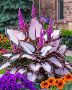 Хоста Кримэн Дрим купить по цене от 549р. в интернет-магазине «Посадика» с доставкой почтой в в Кукморе и по всей России – [изображение №1].