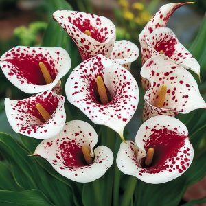 Калла Эмпайр купить по цене от 302р. в интернет-магазине «Посадика» с доставкой почтой в в Кукморе и по всей России – [изображение №1].