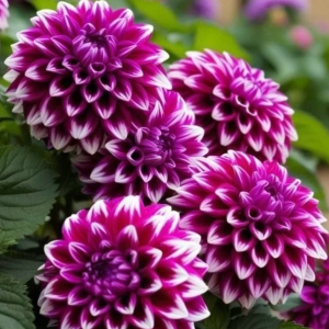 Георгин Кристал Корт купить по цене от 602р. в интернет-магазине «Посадика» с доставкой почтой в в Кукморе и по всей России – [изображение №1].