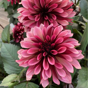 Георгин Перли Сансет купить по цене от 309р. в интернет-магазине «Посадика» с доставкой почтой в в Кукморе и по всей России – [изображение №1].