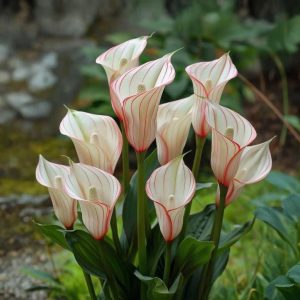 Калла Глейшер купить по цене от 299р. в интернет-магазине «Посадика» с доставкой почтой в в Кукморе и по всей России – [изображение №1].