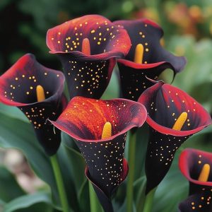 Калла Нуар купить по цене от 299р. в интернет-магазине «Посадика» с доставкой почтой в в Кукморе и по всей России – [изображение №1].