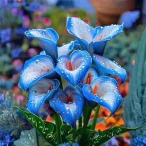 Калла Портрейт купить по цене от 292р. в интернет-магазине «Посадика» с доставкой почтой в в Кукморе и по всей России – [изображение №1].