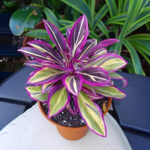 Хоста Сильвер Стик купить по цене от 650р. в интернет-магазине «Посадика» с доставкой почтой в в Кукморе и по всей России – [изображение №1].