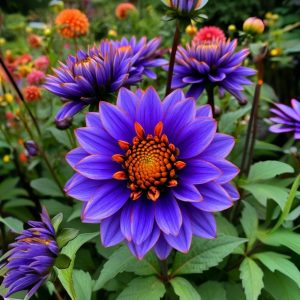 Георгин Лазурит купить по цене от 799р. в интернет-магазине «Посадика» с доставкой почтой в в Кукморе и по всей России – [изображение №1].