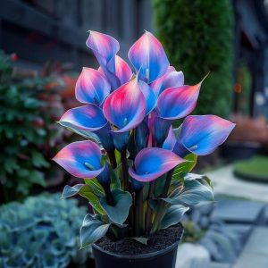 Калла Импрессия купить по цене от 590р. в интернет-магазине «Посадика» с доставкой почтой в в Кукморе и по всей России – [изображение №1].