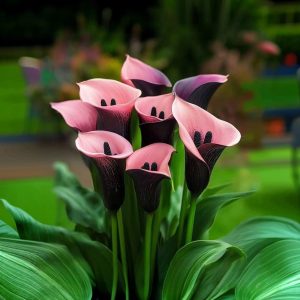 Калла Энигма купить по цене от 291р. в интернет-магазине «Посадика» с доставкой почтой в в Кукморе и по всей России – [изображение №1].