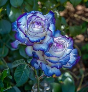 Роза Пэтолз Хоуп купить по цене от 333р. в интернет-магазине «Посадика» с доставкой почтой в в Кукморе и по всей России – [изображение №1].