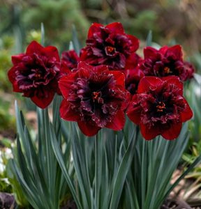 Нарцисс Сапфировый Бриз купить по цене от 3000р. в интернет-магазине «Посадика» с доставкой почтой в в Кукморе и по всей России – [изображение №1].