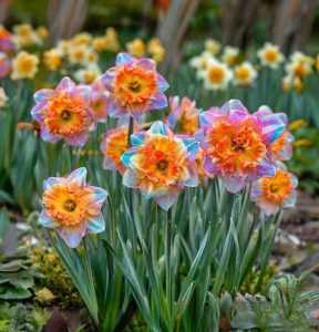 Нарцисс Айвери Дон купить по цене от 3000р. в интернет-магазине «Посадика» с доставкой почтой в в Кукморе и по всей России – [изображение №1].