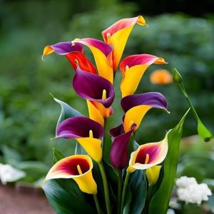 Калла Кристалл купить по цене от 450р. в интернет-магазине «Посадика» с доставкой почтой в в Кукморе и по всей России – [изображение №1].