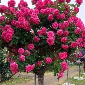 Роза Версаля купить по цене от 232р. в интернет-магазине «Посадика» с доставкой почтой в в Кукморе и по всей России – [изображение №1].