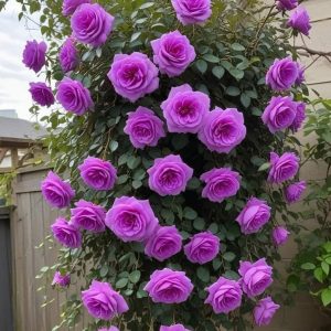 Роза Мистик Уайт купить по цене от 620р. в интернет-магазине «Посадика» с доставкой почтой в в Кукморе и по всей России – [изображение №1].