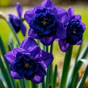 Нарцисс Арт Нуво купить по цене от 378р. в интернет-магазине «Посадика» с доставкой почтой в в Кукморе и по всей России – [изображение №1].