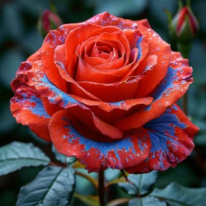 Роза Сикрет Гарден купить по цене от 619р. в интернет-магазине «Посадика» с доставкой почтой в в Кукморе и по всей России – [изображение №1].