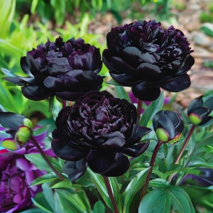 Пион Королевский Бархат купить по цене от 419р. в интернет-магазине «Посадика» с доставкой почтой в в Кукморе и по всей России – [изображение №1].