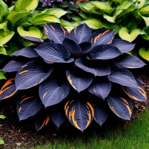 Хоста Умбра купить по цене от 349р. в интернет-магазине «Посадика» с доставкой почтой в в Кукморе и по всей России – [изображение №1].