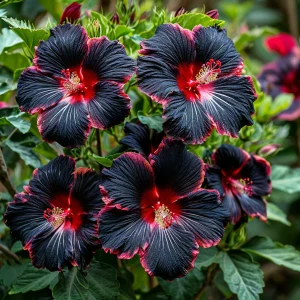 Гибискус садовый Файер Дэнсер купить по цене от 450р. в интернет-магазине «Посадика» с доставкой почтой в в Кукморе и по всей России – [изображение №1].