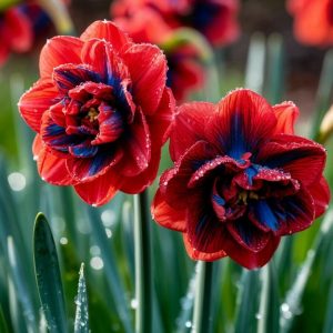 Нарцисс Эрличе купить по цене от 386р. в интернет-магазине «Посадика» с доставкой почтой в в Кукморе и по всей России – [изображение №1].