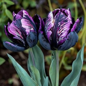 Тюльпан Блэк Каньон купить по цене от 305р. в интернет-магазине «Посадика» с доставкой почтой в в Кукморе и по всей России – [изображение №1].