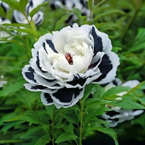 Пион Монохромный Шик купить по цене от 429р. в интернет-магазине «Посадика» с доставкой почтой в в Кукморе и по всей России – [изображение №1].