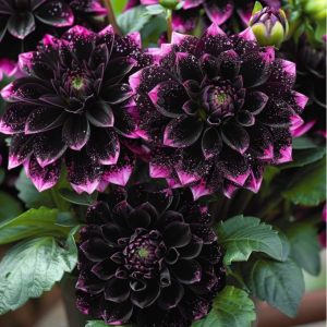 Георгин Лаванда Лейс купить по цене от 679р. в интернет-магазине «Посадика» с доставкой почтой в в Кукморе и по всей России – [изображение №1].