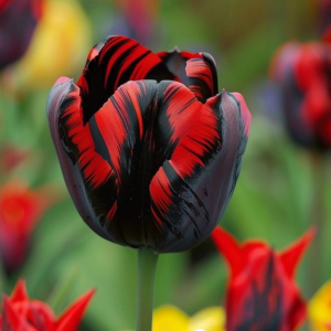 Тюльпан Блэк Перрот купить по цене от 351р. в интернет-магазине «Посадика» с доставкой почтой в в Кукморе и по всей России – [изображение №1].