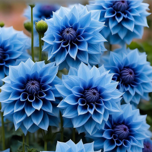 Георгин Вижапе купить по цене от 699р. в интернет-магазине «Посадика» с доставкой почтой в в Кукморе и по всей России – [изображение №1].