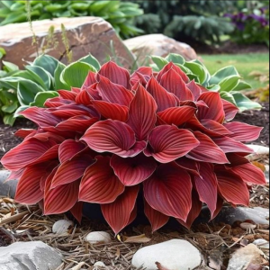 Хоста Рэд Эйнджл купить по цене от 549р. в интернет-магазине «Посадика» с доставкой почтой в в Кукморе и по всей России – [изображение №1].