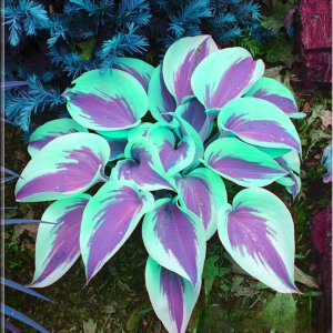 Хоста Висперин Бьюти купить по цене от 379р. в интернет-магазине «Посадика» с доставкой почтой в в Кукморе и по всей России – [изображение №1].