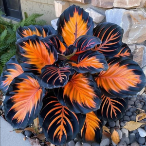 Хоста Сикрет Форест купить по цене от 601р. в интернет-магазине «Посадика» с доставкой почтой в в Кукморе и по всей России – [изображение №1].