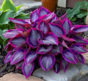 Хоста Сикрет Гарденс купить по цене от 549р. в интернет-магазине «Посадика» с доставкой почтой в в Кукморе и по всей России – [изображение №1].