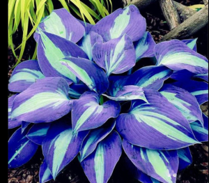 Хоста Аурелия купить по цене от 450р. в интернет-магазине «Посадика» с доставкой почтой в в Кукморе и по всей России – [изображение №1].