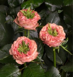 Роза Амбер Инчант купить по цене от 495р. в интернет-магазине «Посадика» с доставкой почтой в в Кукморе и по всей России – [изображение №1].