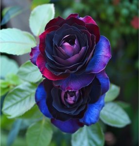 Роза Скарлет Рэвери купить по цене от 489р. в интернет-магазине «Посадика» с доставкой почтой в в Кукморе и по всей России – [изображение №1].