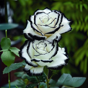 Роза Силк Ивин купить по цене от 319р. в интернет-магазине «Посадика» с доставкой почтой в в Кукморе и по всей России – [изображение №1].